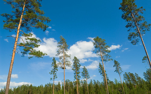blue summer wallpaper cloud white green finland landscape fresh clean 1755mmf28g d200 1920x1200 valkjärvi