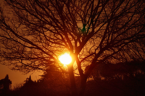 sunset sun silhouette canon eos tramonto christian sole albero mentana 400d canoneos400d demma christiandemma