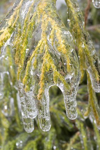 plants frozen frosty sleet icecovered
