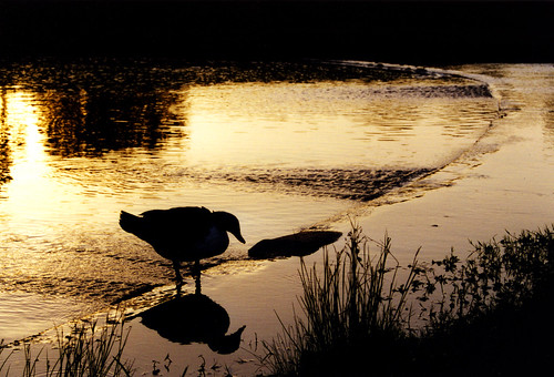 water birds texas ducks sunsets collegestation ponds texasamuniversity researchpark