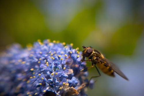 california blue flower macro green nature lensbaby landscape bokeh bee busy trinidad pollen lensbabies