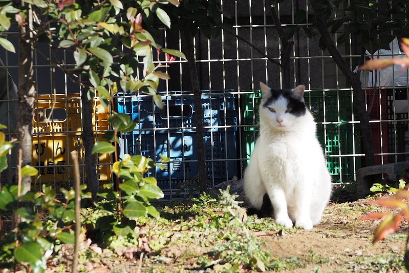 池袋二丁目公園の猫。日向ぼっこ中。