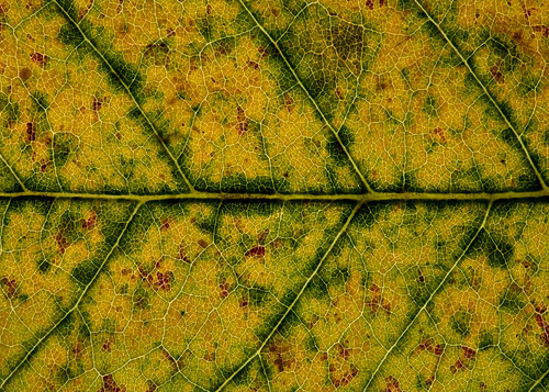 leaf aperture raw tripod ash vein 2007 canoneos5d canonef100mmf28macrousm leafflatmacro