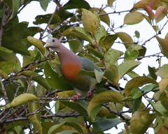 Pink-necked Green-Pigeon (Treron vernans) male
