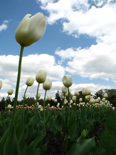 flowers tulips connecticut westhartford elizabethpark