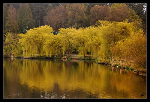 trees lake reflection yellow vancouver spring bc explore april stanleypark 2008 willows lostlagoon ppd naturesfinest flickrsbest