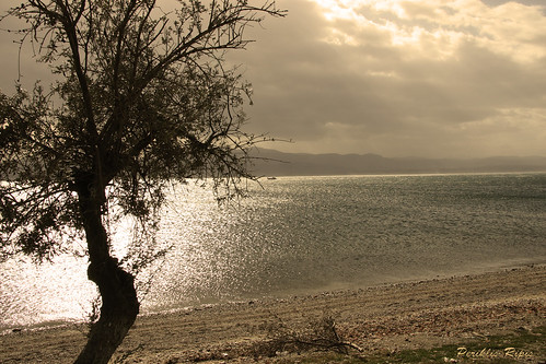 sunset sea sun white black tree beach sepia canon eos wind olive windy greece eretria evia 40d ripis