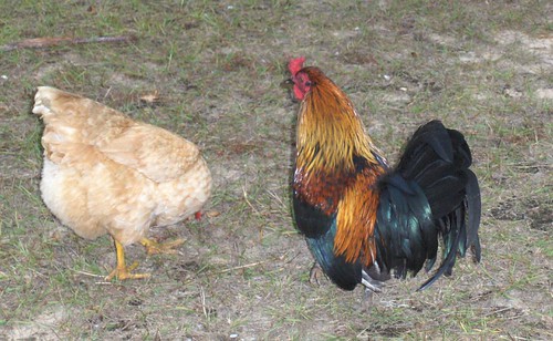 chickens alabama rooster