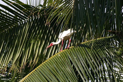 bird fauna bill paradise palmtree waterfowl whiteibis floridakeys littlepalmisland munsonisland