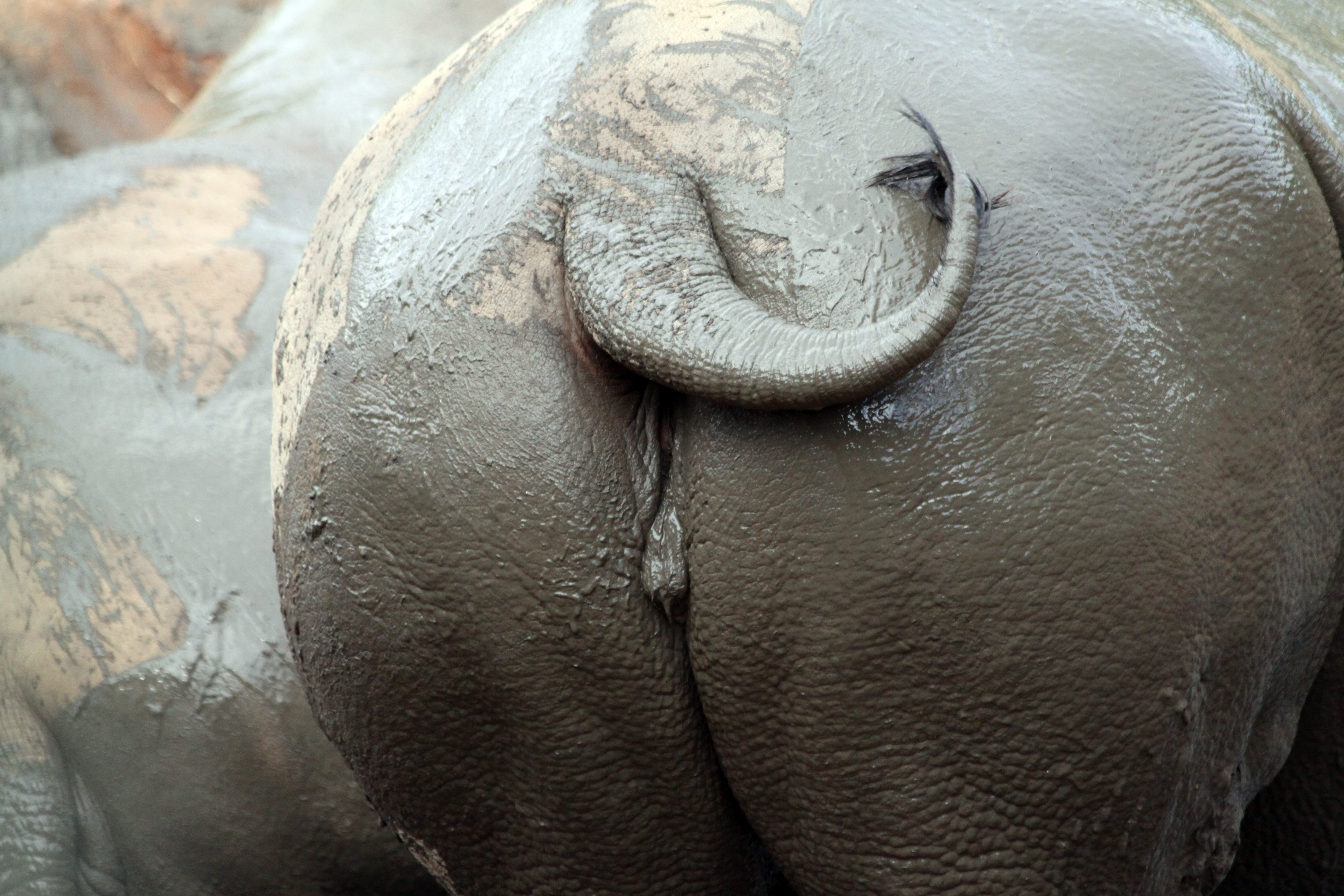 Hippo Ass 92