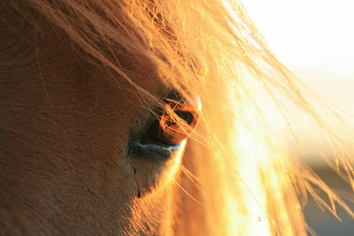 life lighting light sunset horse brown macro eye beautiful animal closeup amber scary pretty glow spirit unique gorgeous spooky pony glowing equine