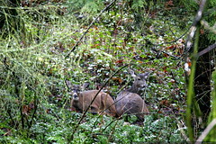 two deer in our backyard    MG 8848 