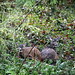 two deer in our backyard    MG 8848