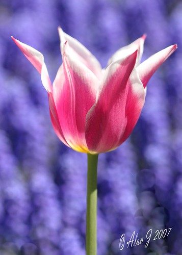 newyork flower bokeh tulip 7d albany upstatenewyork washingtonpark supershot capitaldistrict coth5 mygearandme mygearandmepremium 100mmmacrof28lisusm