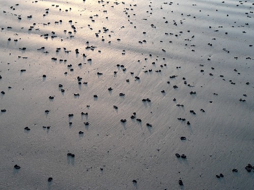 france beach nature seaside sand sable panasonic noirmoutier plage océan borddemer
