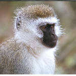 Vervet Monkey adult