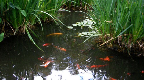 fish pond koi vistapines