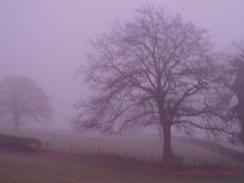 tree misty