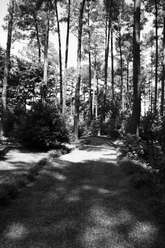 blackwhite woods outdoor northcarolina canonxsi