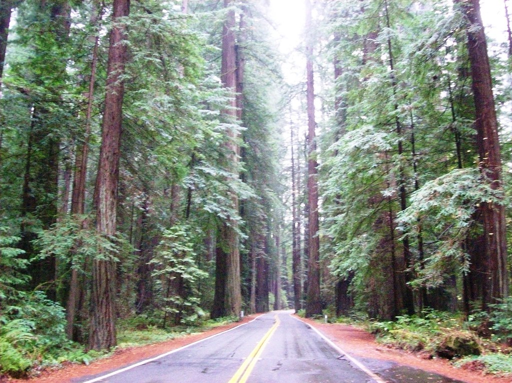 Avenue of the Giants, wending its way through the redwoods in Humboldt County (avenue24xy)