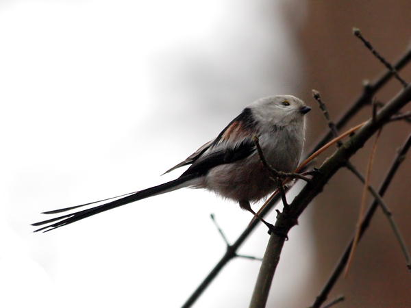 Photograph titled 'Long-tailed Tit'