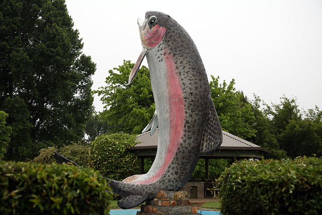 The Big Trout