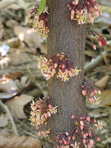 CACAO FLOWER
