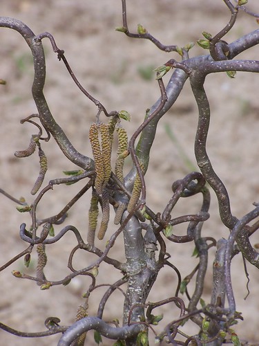 tree spring hazelnut catkins