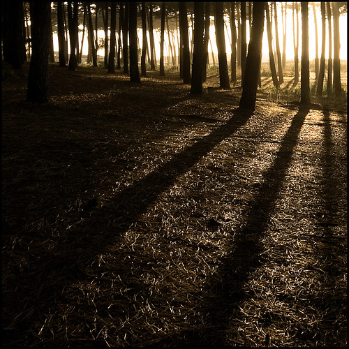 light sunset pine forest shadows pinhal florestaesmorizcortegaça pbhp