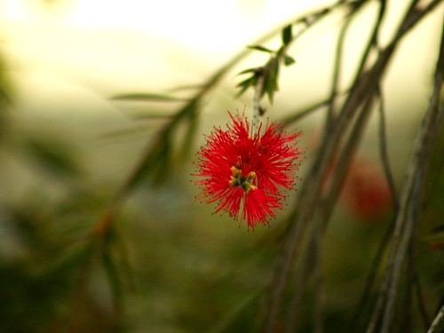 red plant flower color tree nature olympus fernando sanchez e500 fernandosanchez
