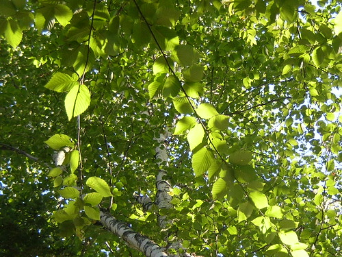 above light sun white tree green leaves lines sunshine geotagged 2000 view patterns branches maine lookingup lookup hammock birch shining 2000th birchisland fromthehammock geo:lon=69398317 geo:lat=44921163