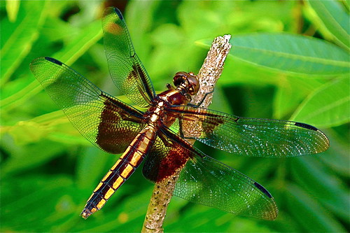 macro wings dragonflies insects naturesfinest flyinginsects leicadlux3 natureandlandscapes flickrenvy naturewatcher buzznbugz goldstaraward qualitypixels