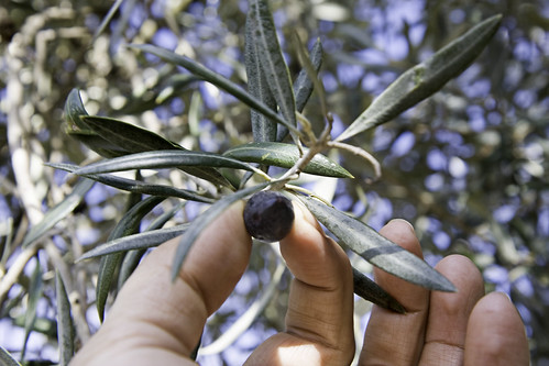 Una aceituna en el olivo