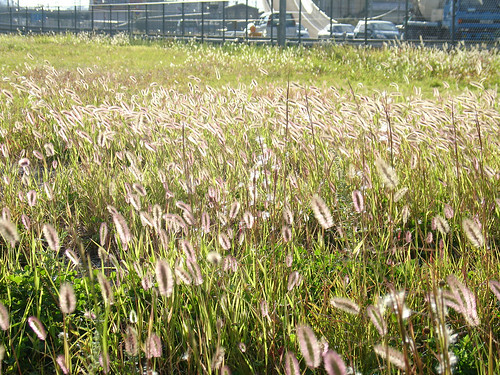 road autumn plant fall grass sunshine wind hiroshima foxtail
