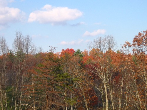 autumn trees sky clouds forest technicolor