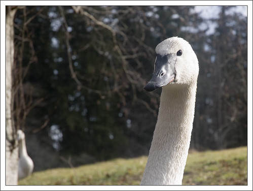 bird swan meetup bainbridgeisland bloedelreserve seattlephotographygroup