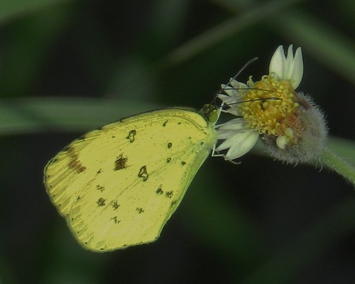 pieridae taxonomy:binomial=euremahecabe philippinesbutterflies