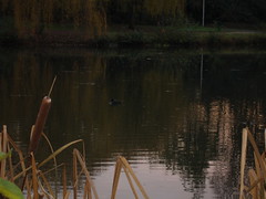 Un canard sur l'Étang du Noyer Perrot, en automne