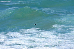 017017-IMG_2811 Black-faced Cormorant (Phalacrocorax fuscescens) - distant