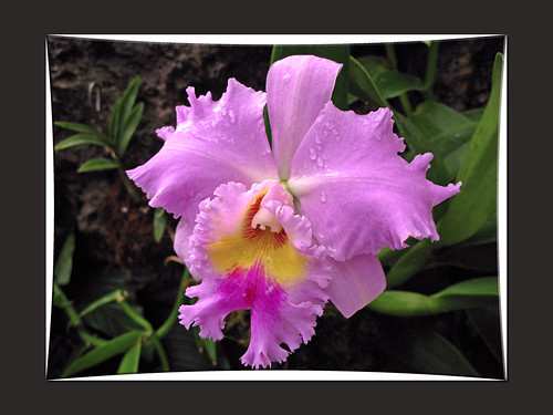 orchid flower beauty purple angst respected ramrod jealousie flickrplatinum diamondclassphotographer delitefulimage macroflowerlovers