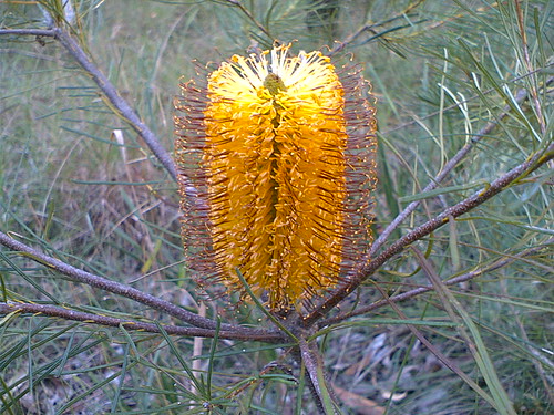 golden native banksia hairpinbanksia views100 proteacea views75 banksiaspinulosavarspinulosa