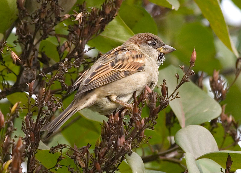 Photograph titled 'House Sparrow'