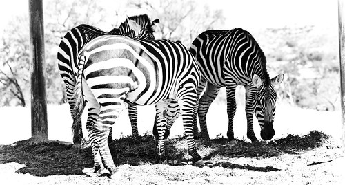 white black zoo bn safari zebra cebra africam dflickr dflickr190107