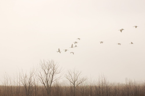 morning birds fog sunrise bolenblufftrail paynesprairiepreservestatepark