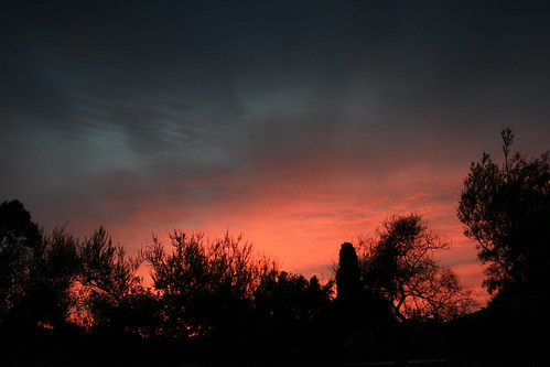 pink blue tree silhouette sunrise scoresby