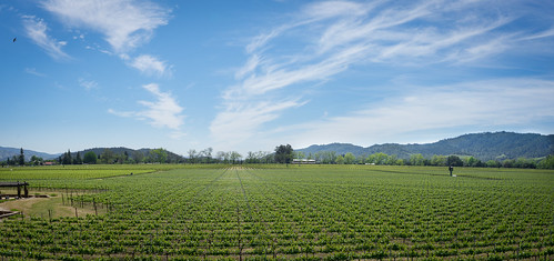 napavalley vineyard vines winecountry california robertmondaviwinery winery mondavi napa