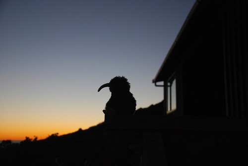 morning newzealand bird nature sunrise outdoor hut kiwi pouakaicircuit