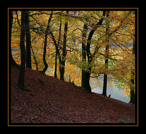wood autumn lake forest canon germany october 300d herbst digitalrebel wald 2007 wildpark waldsee niedersachen schwarzeberge klauspeter