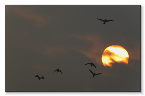 birds clouds sunrise flying tele newday babyborn tamron28300mm goldensun pentaxk100d photossance