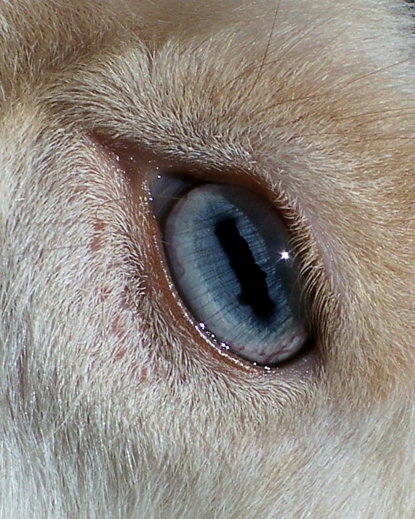 Up close of Nigerian Dwarf goat eye. - a photo on Flickriver